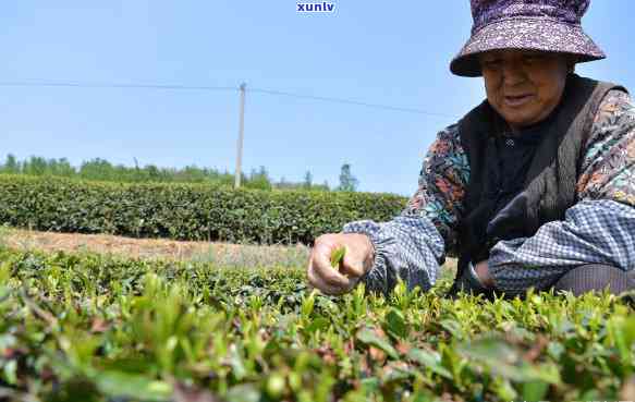 采摘叶子，绿手指的乐园：探索采摘叶子的乐趣与意义