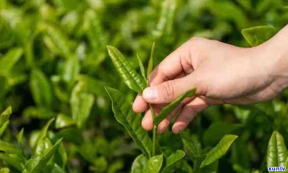 采叶子的茶叶有哪些-采叶子的茶叶有哪些品种