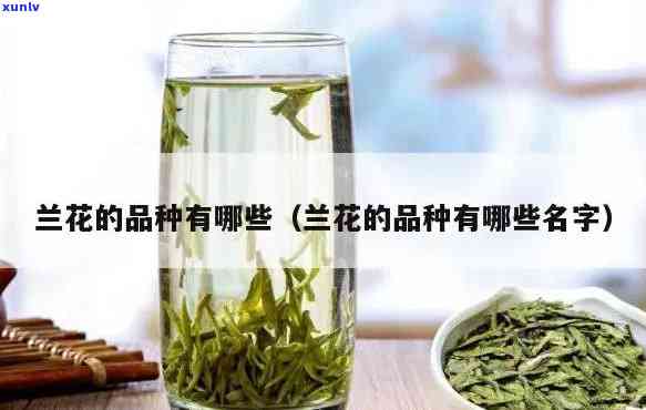 兰花香的茶叶品种全解析：哪些名字好听又独特？