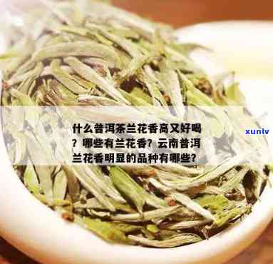 兰花香的茶叶品种全解析：哪些名字好听又独特？