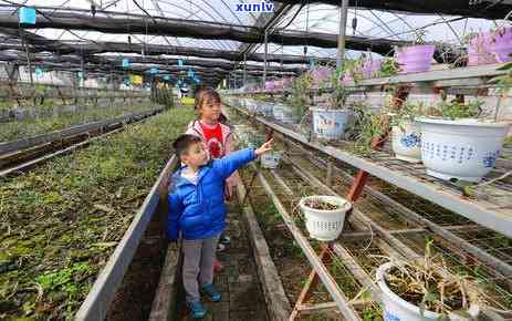 兰花香型的茶叶，探索兰花香型茶叶的魅力：一场味觉与嗅觉的宴