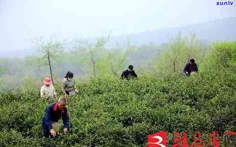 四川乐山茶叶有哪些-乐山产什么茶