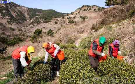 寻找清香味的茶叶？看这里！全网热销推荐