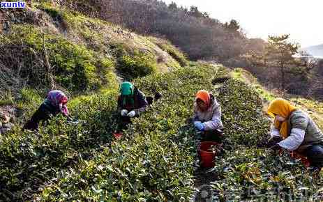 寻找清香味的茶叶？看这里！全网热销推荐