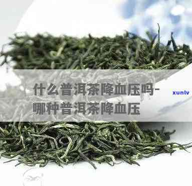 降血压的茶叶有哪些-降血压的茶叶有哪些品种