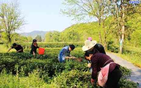 东本地茶叶有哪些-东本地茶叶有哪些品种