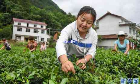 陕南茶叶品种大全：详细介绍及排名