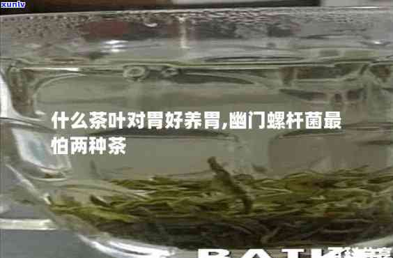 不伤胃的茶叶有哪些-幽门螺杆菌怕两种茶