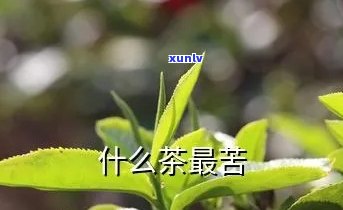 带苦味的茶叶有哪些-带苦味的茶叶有哪些品种