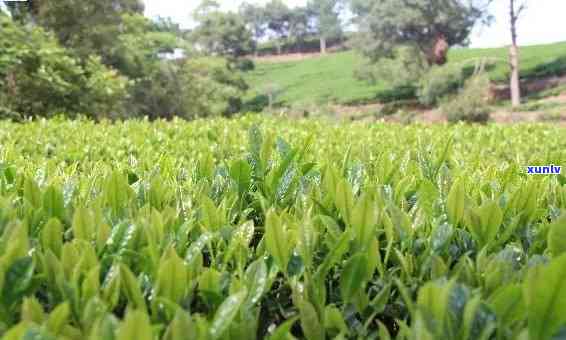 东平茶叶有哪些产地，探索东平的茶叶产地：一场味蕾的旅行