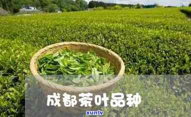 成都特产茶叶有哪些-成都特产茶叶有哪些品种