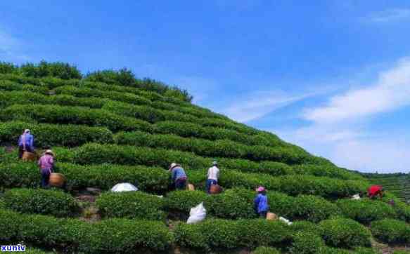 安徽有几个茶叶场，安徽：探索茶叶场全攻略