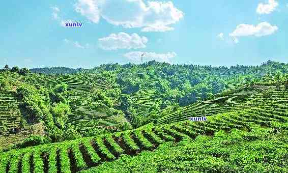 林特色茶叶，探索林：品味当地独特的茶叶文化