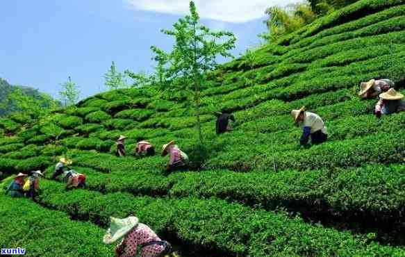 林特色茶叶，探索林：品味当地独特的茶叶文化