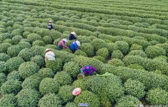 襄阳的茶叶，探索襄阳：寻找更优质的茶叶