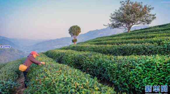 山阳县茶叶价格，探秘中国好茶：山阳县茶叶的独特价格优势