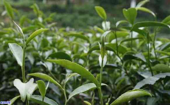 祖普洱大肚子茶的冲泡 *** 与饮用技巧，让你轻松体验健人生