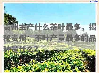 贵州产啥茶叶？探索贵州更优质的茶叶品种及产量情况