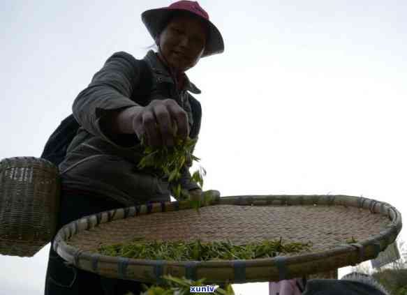 贵州产哪些茶叶，探秘贵州：揭秘产的各类优质茶叶！