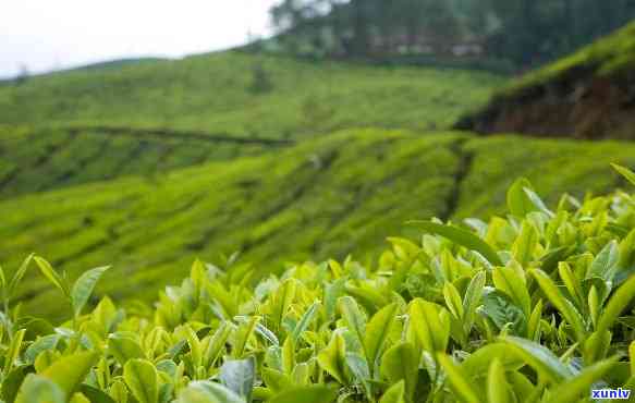 贵州产哪些茶叶，探秘贵州：揭秘产的各类优质茶叶！