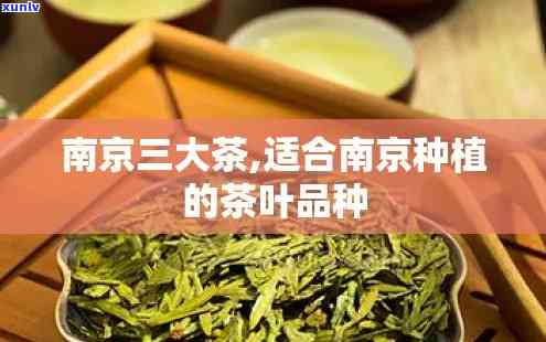 南京特产茶叶有哪些-南京特产茶叶有哪些品种