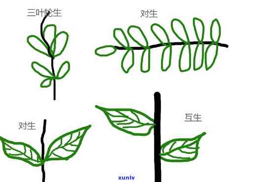 三叶轮生是什么意思，解析“三叶轮生”：含义与应用