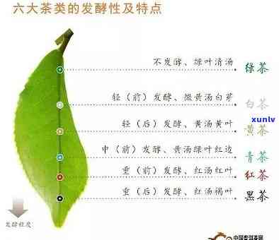 全发酵茶有哪些，探索全发酵茶的世界：种类、特点与品尝指南