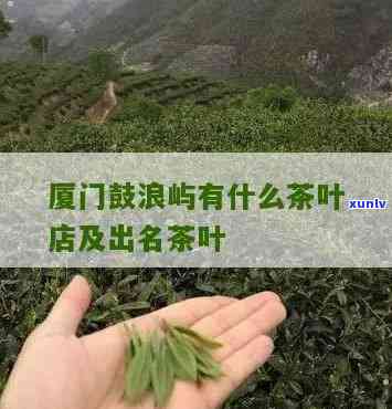 探寻厦门出名的茶叶及：一探究竟