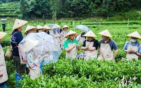 茶叶渠道销售好做吗，探讨茶叶渠道销售的可行性与前景