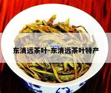 大益普洱熟茶口感推荐：哪款系列好喝？