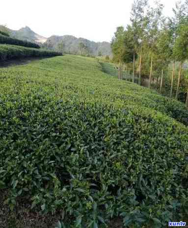 探寻清远出名茶叶：品种与本土特色