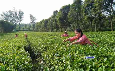 东清远有哪些知名茶叶品种？