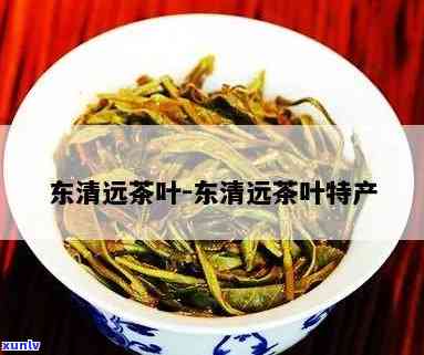 东清远茶叶有哪些-东清远茶叶有哪些产地