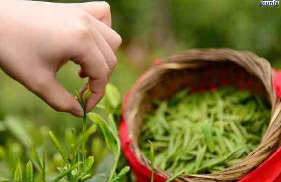 亳州的茶叶，品尝中国传统文化：探索亳州的茶叶之美