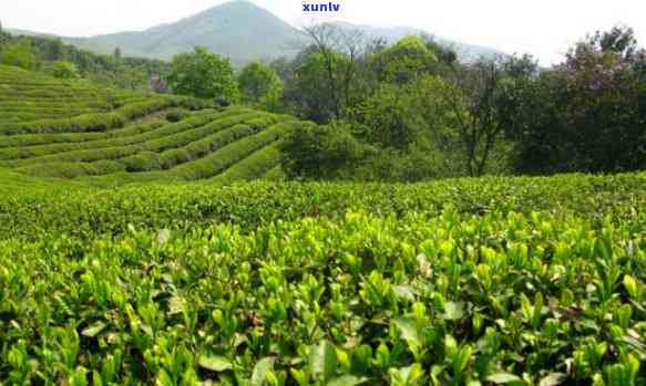 浙江临安茶叶有哪些-浙江临安茶叶有哪些产地