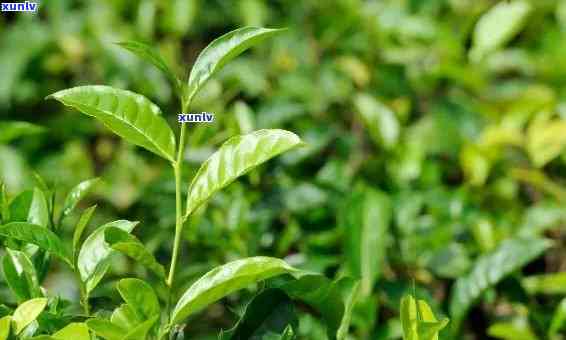 州产的茶叶有哪些品种，探索州茶叶世界：品种全解析