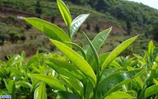 探索峨眉山的茶叶种类：全面了解其丰富多样性