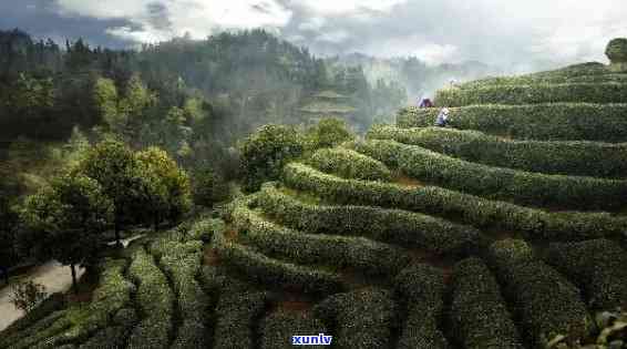 州著名的茶叶，探索州：著名茶叶的魅力之旅