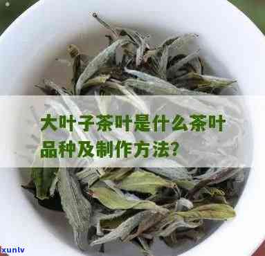 叶子大的绿茶叶有哪些，探寻绿色大叶茶：种类与特点解析