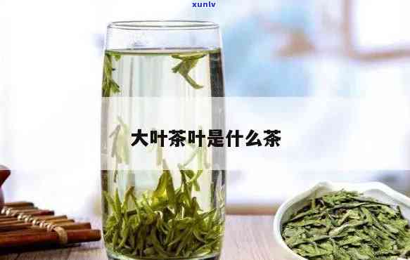 叶子大的茶叶有哪些-叶子大的茶叶有哪些品种