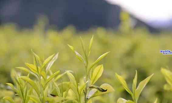 采单芽的茶叶有哪些-采单芽的茶叶有哪些品种