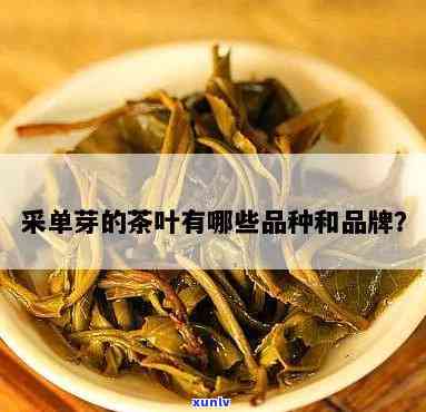 采单芽的茶叶有哪些-采单芽的茶叶有哪些品种