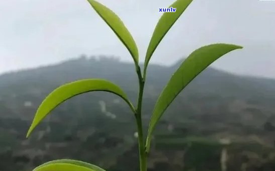 采单芽的茶叶有哪些-采单芽的茶叶有哪些品种