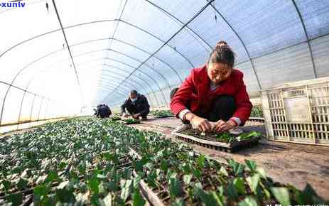 南漳特产茶叶有哪些-南漳特产茶叶有哪些品种