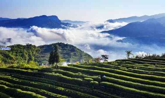 马边茶叶有哪些牌子，探秘马边茶叶：揭秘那些知名