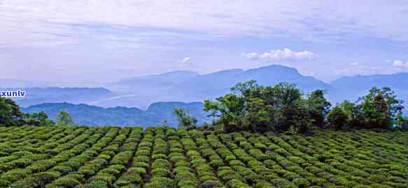 马边茶叶有哪些-马边茶叶有哪些牌子