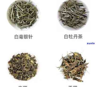 带白毫的茶叶有哪些品种，探寻优质茶叶：哪些品种具有白毫？