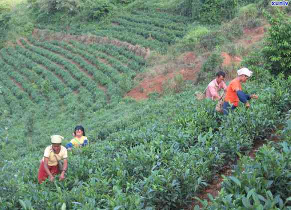 探究栗子味的茶叶：种类、口感及推荐