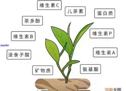 茶叶内含物质有哪些-茶叶内含物质有哪些种类