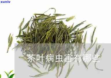 茶叶的病虫害有哪些-茶叶的病虫害有哪些种类